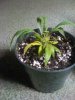 Lemon Skunk beginning.jpg Lemon Skunk beginning.jpg