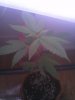 IMG_20111220_120946.jpg