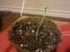 IMG_20111221_003939.jpg