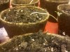 IMG_20111221_004126.jpg