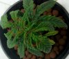 2011-12-21_07-16-04_980.jpg 2011-12-21_07-16-04_980.jpg