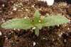 day06-BlueCheese2.jpg