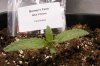 day06-BlueCheese4.jpg day06-BlueCheese4.jpg