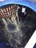 B_122111_Healthy_roots.jpg B_122111_Healthy_roots.jpg