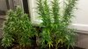 more plant picts with bad leaves 011.jpg