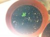 plants 001.jpg
