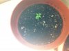 plants 002.jpg