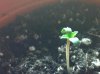 plants 003.jpg