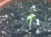 plants 004.jpg
