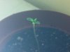 plants 005.jpg
