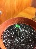 plants 006.jpg