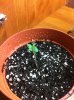 plants 007.jpg