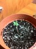 plants 008.jpg
