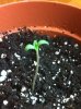 plants 009.jpg