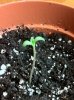 plants 010.jpg