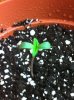 plants 011.jpg