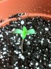 plants 012.jpg
