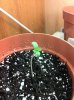 plants 014.jpg