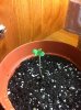plants 015.jpg