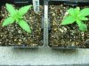 my grow 11 days 3.jpg
