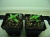 my grow 11 days 4.jpg