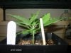 my plants 17dec2011_3 RHINO.jpg