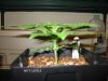 my plants 17dec2011_3 CASLTE.jpg