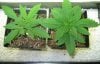 my plants 17dec2011-TOP VIEW.jpg