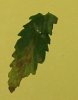LEAF DAMAGE 3.jpg