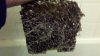 WHT RHINO ROOTS.jpg