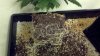 WHT CASTLE ROOTS.jpg