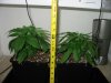 TRANSPLANT MEASURING 3.jpg