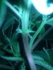 IMG_20111213_180849.jpg