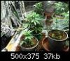 dobby-354677-albums-dobby-grow-picture1954839t-1225left.jpg