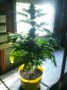 2011-12-26 17.31.47.jpg