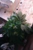 IMAG0034.jpg