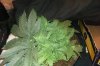 IMAG0035.jpg