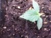 IMG_20111226_215525.jpg
