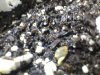 day3.sprout1.jpg day3.sprout1.jpg
