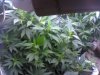2011-12-26_19-59-34_709.jpg