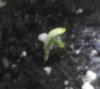 day4sprout2.jpg