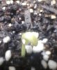 day4.sprout1.jpg