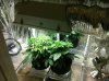 32 days from seed.jpg