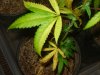 DSC07209.JPG