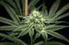 Ripped Bubba #4 - 70-30 @  day 40-3.jpg