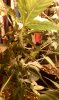 IMAG0239.jpg