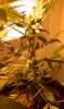 IMAG0238.jpg