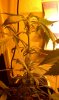 IMAG0237.jpg