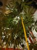 DSC00536.jpg