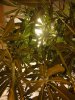 DSC00537.jpg